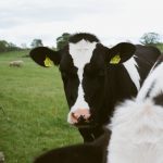 How to meet growing global demand for milk