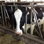 Lactanet Canada Launches Dairy Cattle Traceability Program