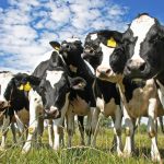 NSW dairy plan to deliver pragmatic change