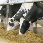 National Canadian dairy cattle traceability program launched