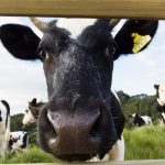 New report optimistic about dairy production but warns demand risks remain for exports