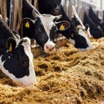 Online Dairy Business and Policy Conference to Address Future Farming Issues