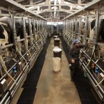 Pa. dairy farmers brace for impact of second COVID 19 wave scaled 1