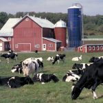 Price Risk Management for Dairy Farmers