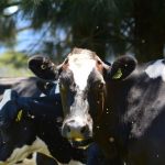 Queensland dairy farm operator in court