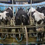 Stable dairy profits forecast for 2020 21