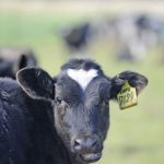 Top performing dairy businesses under the microscope