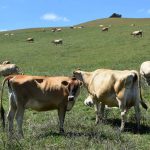 Victorian Dairy Farm Monitor Project sees lift in average performance