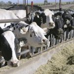 Volatility ahead as dairy markets rebalance