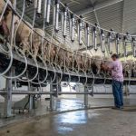 Waikato Milking Systems Enters Domestic And International Small Ruminants Industry