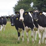 Arla confirms December milk price hold