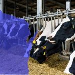 COVID 19 impact on Wisconsin dairy farmers