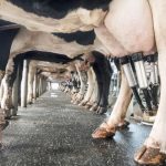 Call to pay dairy farmers to quit misses the mark says Alberta Milk