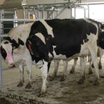 Canadian dairy industry in danger of losing half the farmers