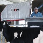 Cohuna Holstein auction