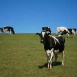 Dairy Margin Coverage enrollment deadline approaching