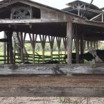 Dairy farm owner explains decision to sell