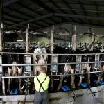 Dairy farmer frustration over milk price delay is boiling over