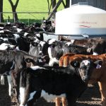 Dairy farming one of the shining stars of Covid ANZ