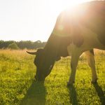 Fonterra has spent nearly three years stabilising its finances