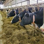 High tech system provides insights for dairy farmers