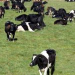 M.bovis testing at two Southland farms