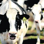 New dairy for Cadell prison farm in SA