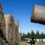 Pandemic border closure leads to worker shortage for Manawatu farmers
