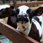 Participants wanted for dairy cost study