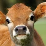 Sending dairy calves to beef farms could slash our carbon footprint