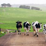 Sustainable Dairy Farming and the Challenges Ahead