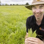 This pasture plant could reduce greenhouse gas emissions on NZ farms