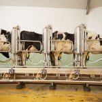 UK dairy farmers told that future policies will be a better fit for the industry scaled 1