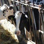 USDEC defends against assault on dairy expected at UN summit