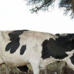 Uncommon but fatal disease hits dairy farms