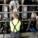 Dairy farmers leaving industry amid major loss of confidence