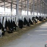 Dairy industry continues to boom in north Chinas Inner Mongolia