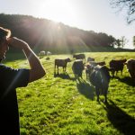 Early closure of EU markets exposes milk price risk