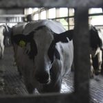 Federal action aims to protect U.S. dairy farmers