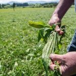 Fonterra Nestle And DairyNZ Join Forces To Tackle Nitrogen Leaching