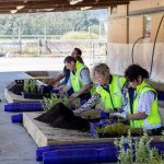 How a dairy farm went from producing milk to thousands of eco sourced native plants