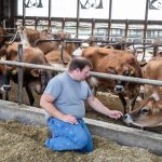 Is Dairy Farming Cruel to Cows