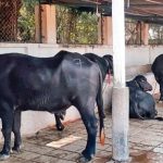 Karimnagar to make dairy industry more profita