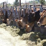 Milk flowing in Idaho