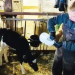 NNY dairy calf research part of 2021 free dairy days webinar series