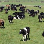 NZ dairy production hits a record high