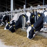 Professional consulting resources available for dairy farmers