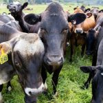 Survey shows dairy farmers think compliance is important