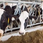 U.S. issues challenge to Canadas dairy quotas in first test of new trade agreement