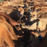 Victorian dairy farmers improving in calf rate through heat detection